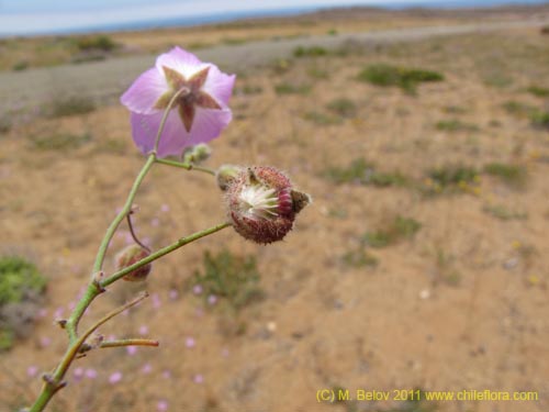 Cristaria sp. #2355의 사진