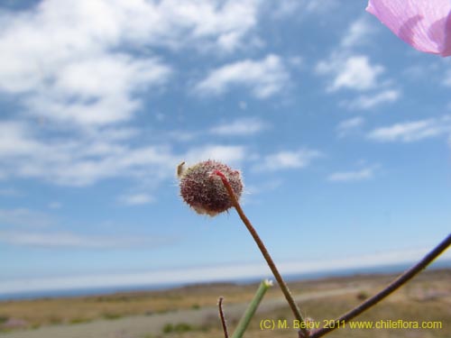 Cristaria sp. #2355의 사진