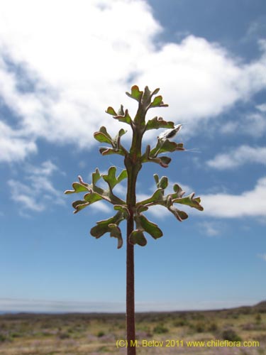 Cristaria sp. #2355의 사진