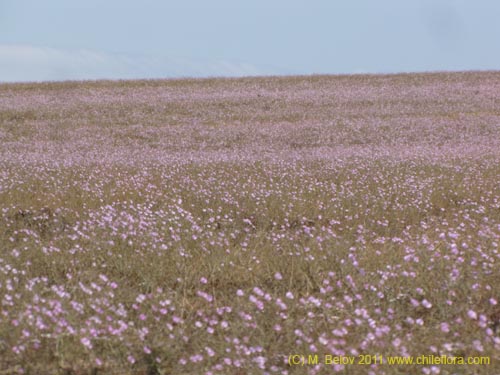 Cristaria sp. #2355의 사진