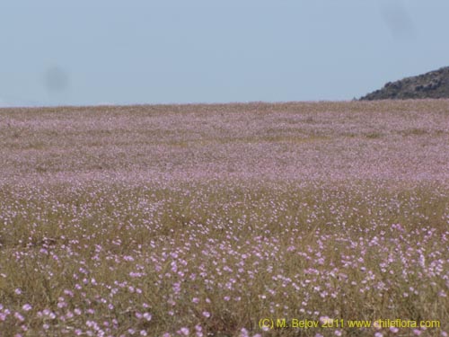 Cristaria sp. #2355의 사진