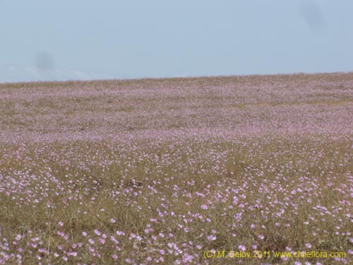 Cristaria sp. #2355의 사진