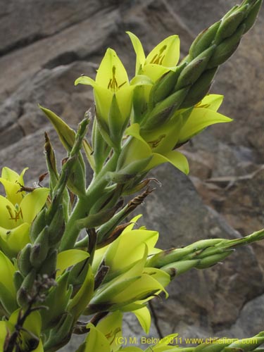 Puya boliviensisの写真