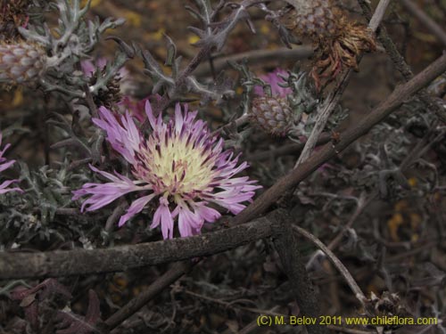 Bild von Centaurea atacamensis (). Klicken Sie, um den Ausschnitt zu vergrössern.