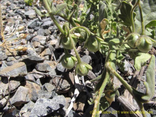 Image of Solanum sp. #2274 (). Click to enlarge parts of image.
