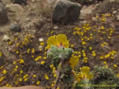 Polygonaceae sp. #2194의 사진