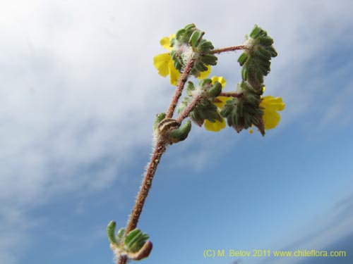 Polygonaceae sp. #2194의 사진