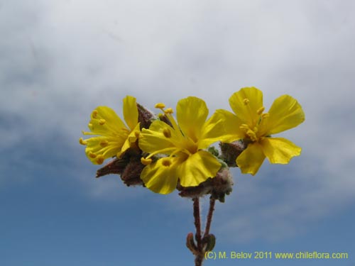 Polygonaceae sp. #2194의 사진