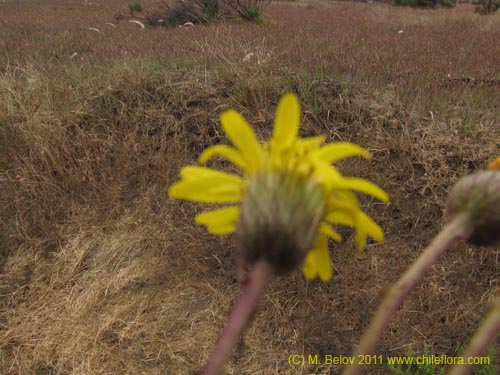 Image of Haplopappus sp. #2382 (). Click to enlarge parts of image.