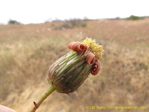 Image of Haplopappus sp. #2382 (). Click to enlarge parts of image.