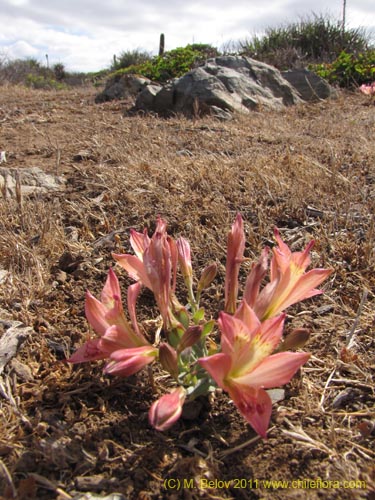 Image of Alstroemeria cummingiana (). Click to enlarge parts of image.