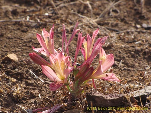 Alstroemeria cummingiana의 사진