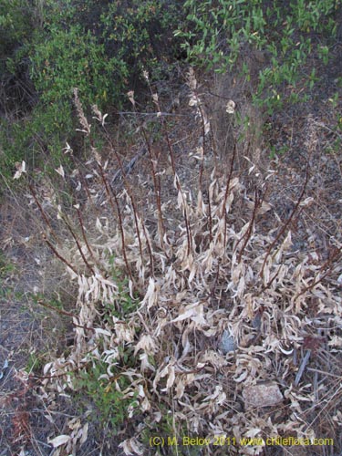 Imágen de Lobelia sp. #2390 (). Haga un clic para aumentar parte de imágen.