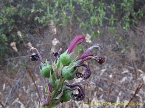 Imágen de Lobelia sp. #2390 (). Haga un clic para aumentar parte de imágen.