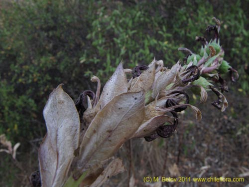 Imágen de Lobelia sp. #2390 (). Haga un clic para aumentar parte de imágen.