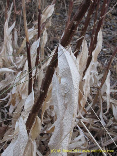 Imágen de Lobelia sp. #2390 (). Haga un clic para aumentar parte de imágen.