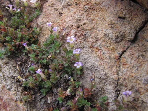 没断定的植物 sp. #2427的照片