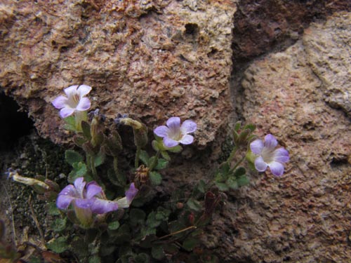 没断定的植物 sp. #2427的照片