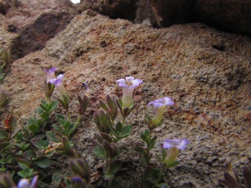 没断定的植物 sp. #2427的照片