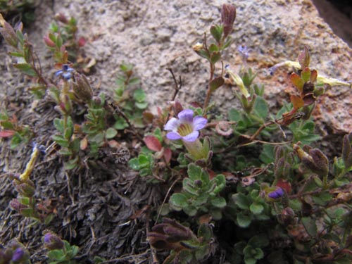 没断定的植物 sp. #2427的照片