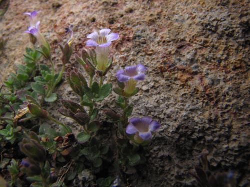 没断定的植物 sp. #2427的照片