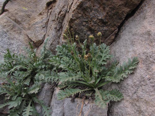 Bild von Asteraceae sp. #2428 (). Klicken Sie, um den Ausschnitt zu vergrössern.