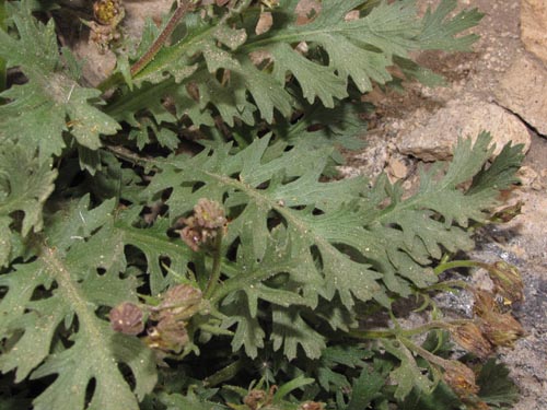 Bild von Asteraceae sp. #2428 (). Klicken Sie, um den Ausschnitt zu vergrössern.