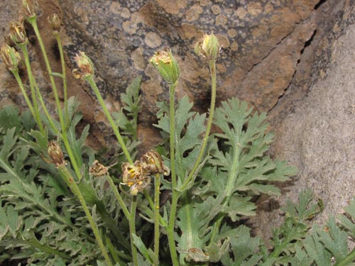 Bild von Asteraceae sp. #2428 (). Klicken Sie, um den Ausschnitt zu vergrössern.