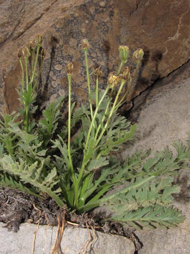 Bild von Asteraceae sp. #2428 (). Klicken Sie, um den Ausschnitt zu vergrössern.