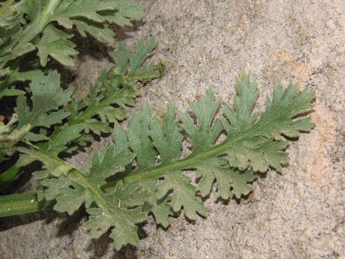 Bild von Asteraceae sp. #2428 (). Klicken Sie, um den Ausschnitt zu vergrössern.