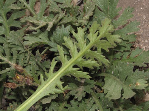 Bild von Asteraceae sp. #2428 (). Klicken Sie, um den Ausschnitt zu vergrössern.