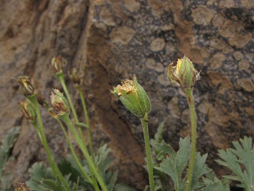 Bild von Asteraceae sp. #2428 (). Klicken Sie, um den Ausschnitt zu vergrössern.