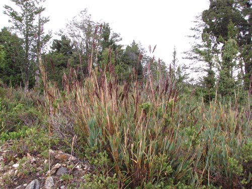 Image of Chusquea montana (). Click to enlarge parts of image.