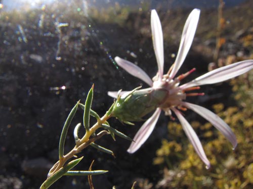 Image of Mutisia sp. #3123 (). Click to enlarge parts of image.