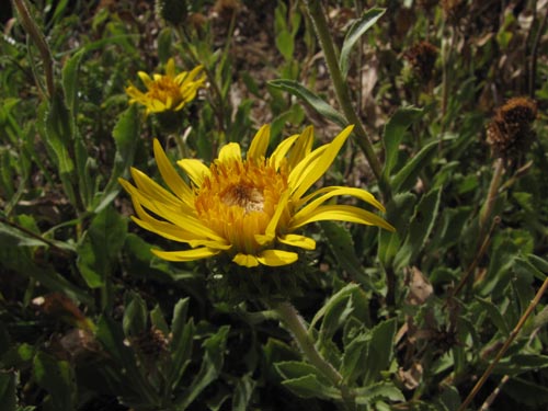 Imágen de Haplopappus sp. #3127 (). Haga un clic para aumentar parte de imágen.