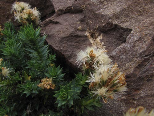 Фотография Не определенное растение sp. #3154 (). Щелкните, чтобы увеличить вырез.