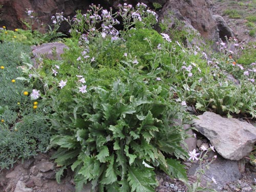 Image of Perezia lyrata (). Click to enlarge parts of image.