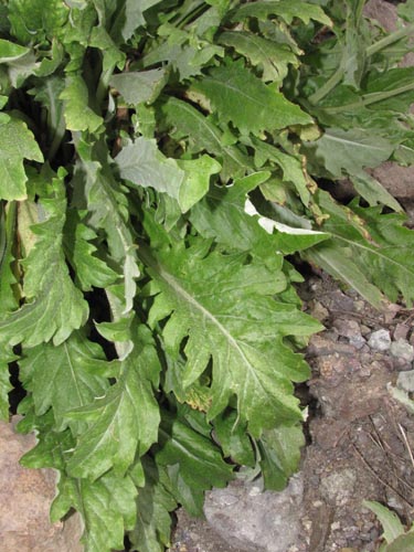 Image of Perezia lyrata (). Click to enlarge parts of image.