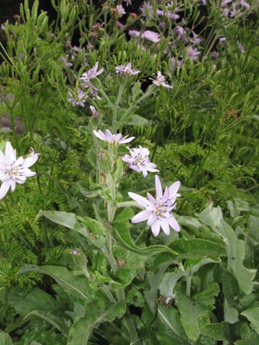 Image of Perezia lyrata (). Click to enlarge parts of image.