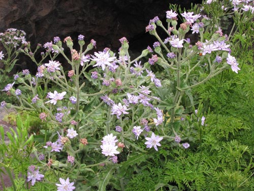 Image of Perezia lyrata (). Click to enlarge parts of image.