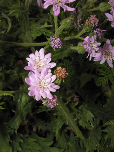 Image of Perezia lyrata (). Click to enlarge parts of image.