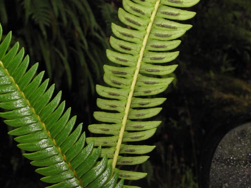 Image of Blechnum arcuatum (). Click to enlarge parts of image.