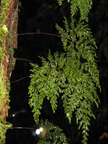 Image of Hymenophyllum sp. #3186 (). Click to enlarge parts of image.