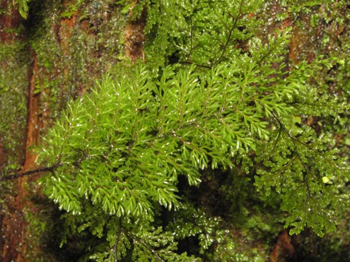 Image of Hymenophyllum sp. #3186 (). Click to enlarge parts of image.