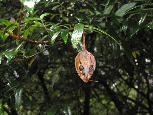 Image of Crinodendron hookerianum (). Click to enlarge parts of image.