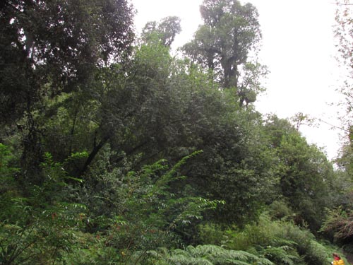 Image of Crinodendron hookerianum (). Click to enlarge parts of image.