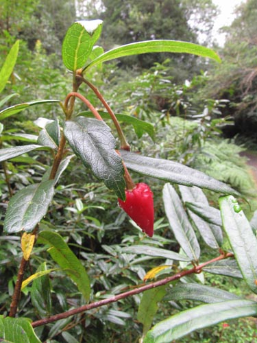 Image of Crinodendron hookerianum (). Click to enlarge parts of image.