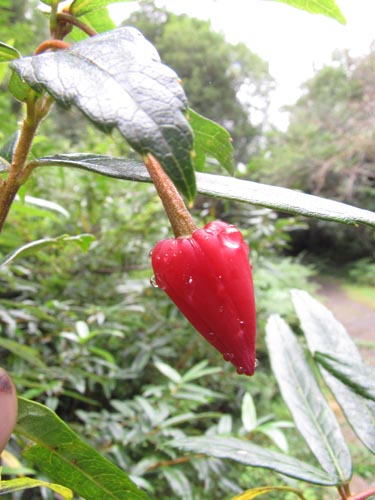 Image of Crinodendron hookerianum (). Click to enlarge parts of image.