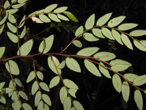 Bild von Luzuriaga polyphylla (Quilineja / Coral / Azahar). Klicken Sie, um den Ausschnitt zu vergrössern.