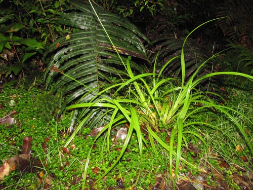 Bild von Uncinia multifaria (). Klicken Sie, um den Ausschnitt zu vergrössern.